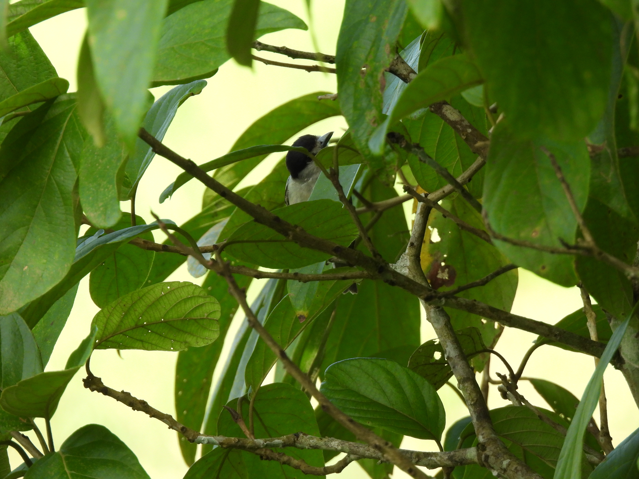 Cinereous Becard (Pachyramphus rufus), photo 7