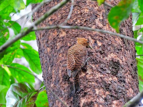 Variable Woodpecker (Celeus undatus), photo 6
