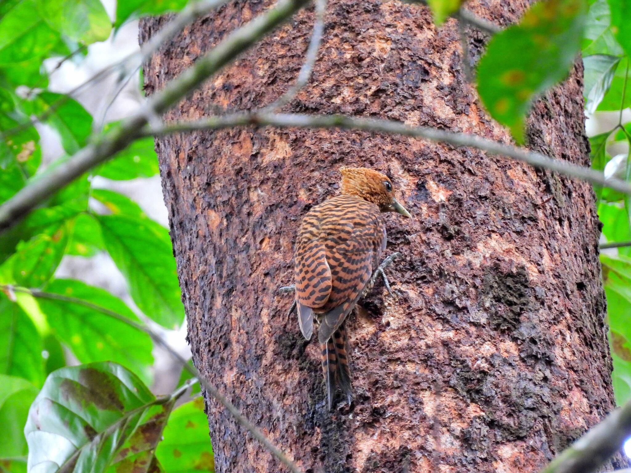 Variable Woodpecker (Celeus undatus), photo 7