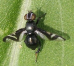 Rivellia conjuncta