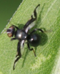 Rivellia conjuncta