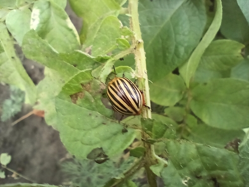 Colorado Potato Beetle
