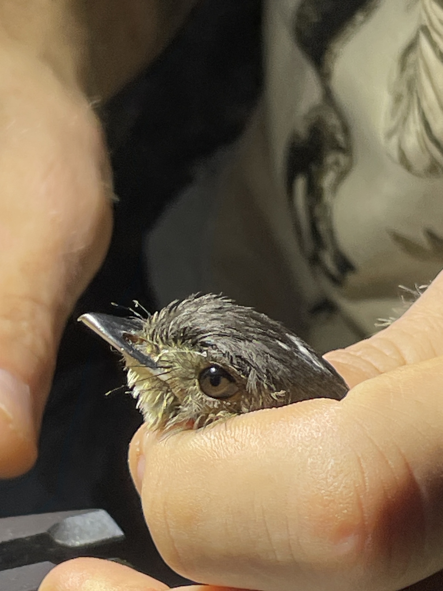 White-crested Spadebill (Platyrinchus platyrhynchos), photo 1