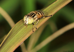 Eristalinus megacephalus