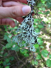 Hypogymnia apinnata