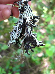 Hypogymnia apinnata