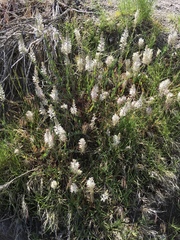Thelypodium crispum
