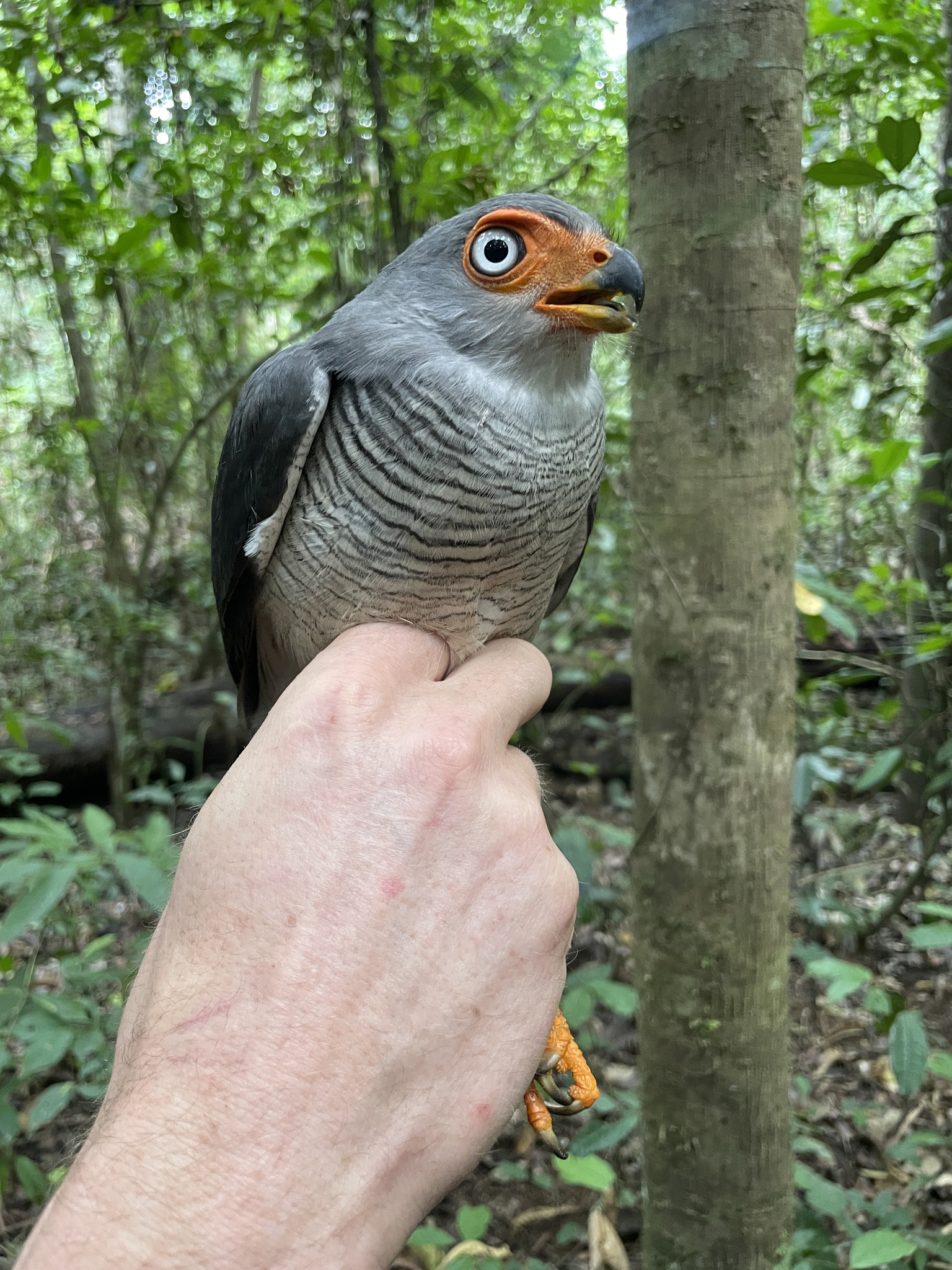 Lined Forest Falcon (Micrastur gilvicollis), photo 3