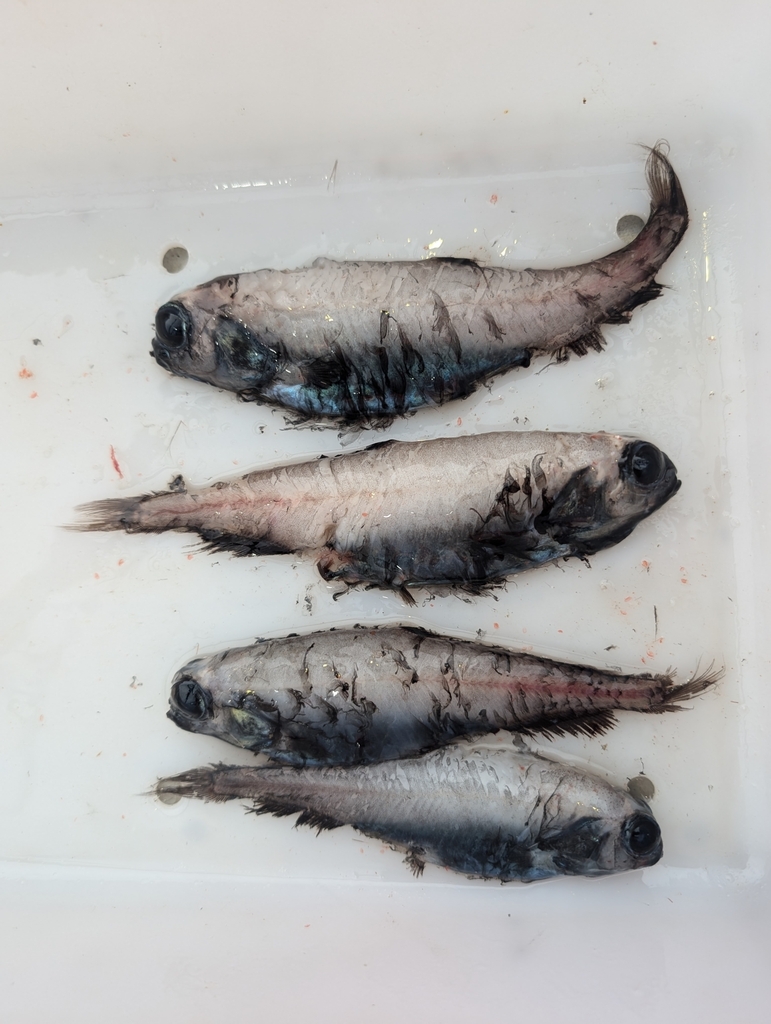 Stout Blacksmelt