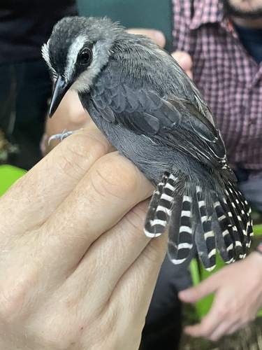 White-throated Antbird (Oneillornis salvini), photo 8
