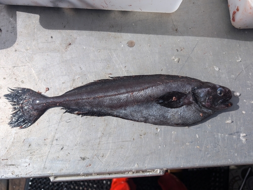 Fan-tailed rag-fish (Icosteus aenigmaticus) — Icosteidae — 2