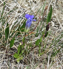 Gentianopsis thermalis