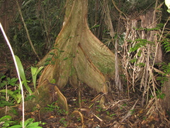 Pterocarpus officinalis