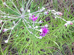 Vernonia lindheimeri