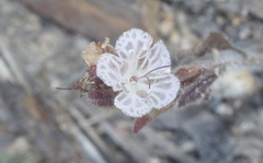 Phacelia grisea