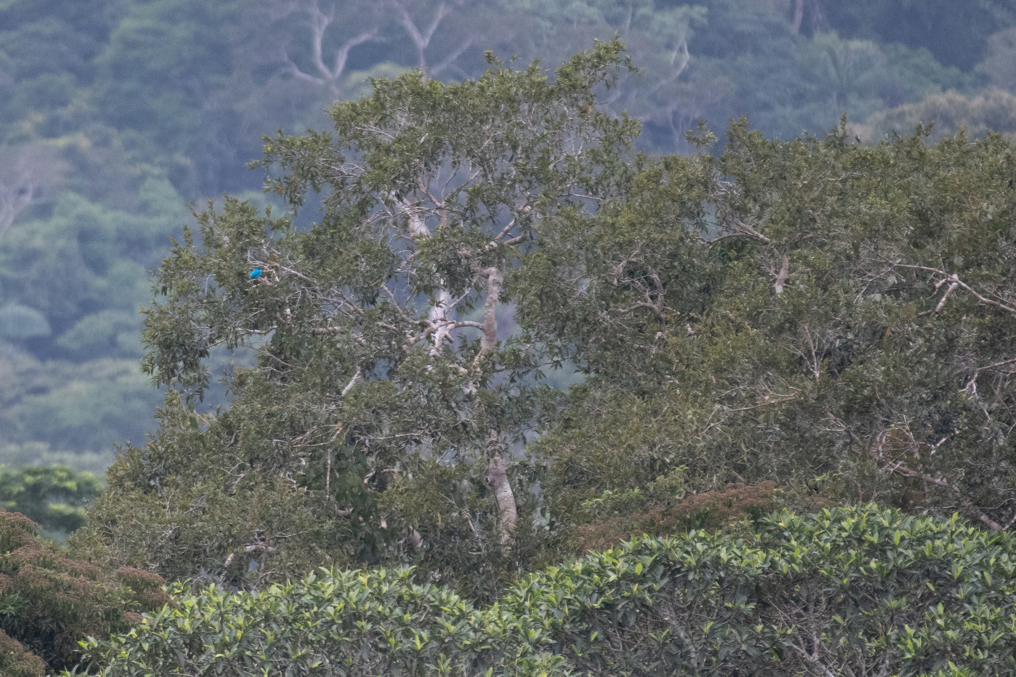 Plum-throated Cotinga (Cotinga maynana), photo 10