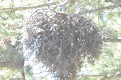 Arceuthobium vaginatum cryptopodum