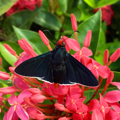 Pyrrhopyge zenodorus