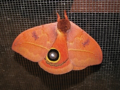Automeris moloneyi