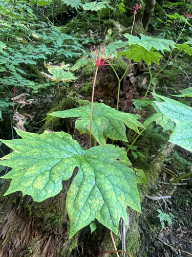 Image of Diphylleia cymosa by (c) Shelby Lyn Sanders, some rights reserved (CC BY)