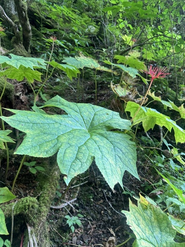 Image of Diphylleia cymosa by (c) Shelby Lyn Sanders, some rights reserved (CC BY)