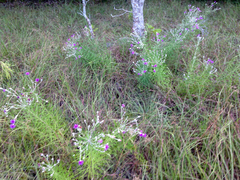 Vernonia lindheimeri