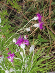 Vernonia lindheimeri
