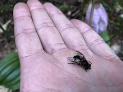 Helophilus lapponicus