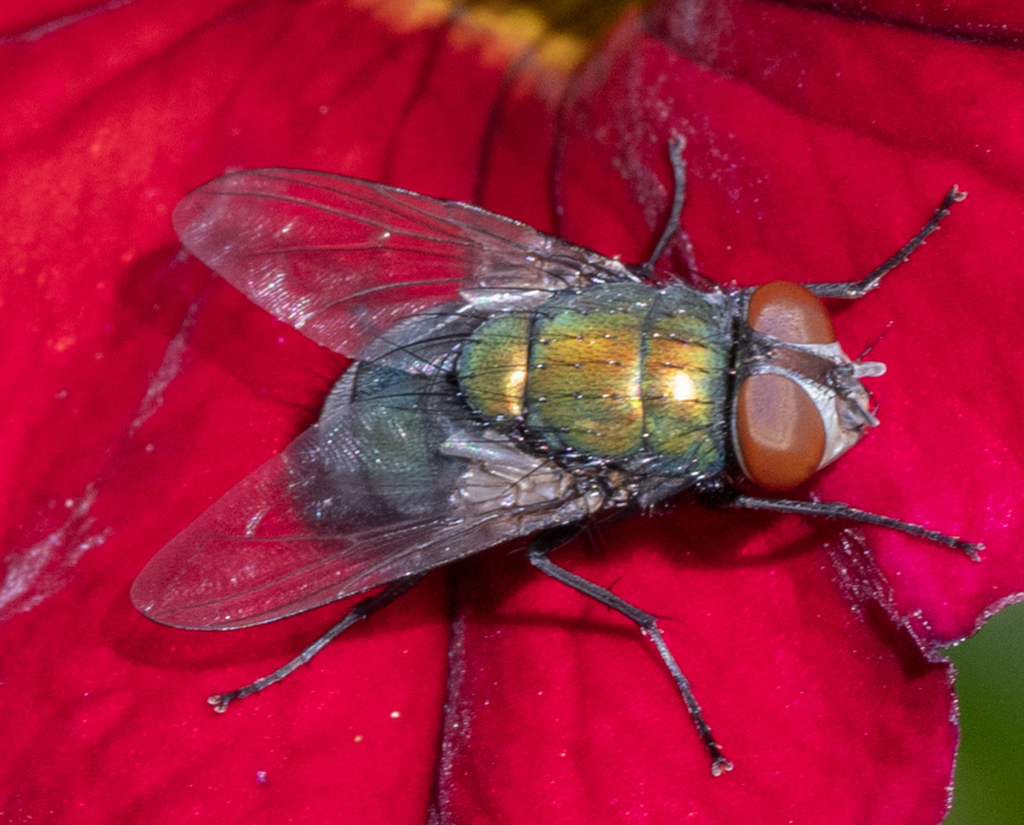 Common European Greenbottle Fly from Kootenai County, ID, USA on July ...