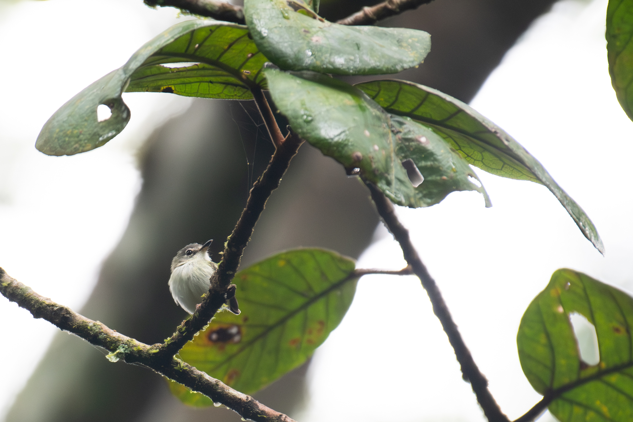 Short-tailed Pygmy Tyrant (Myiornis ecaudatus), photo 4