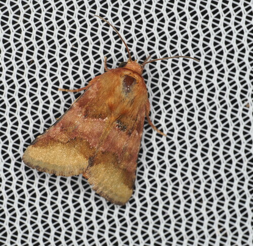 Bina Flower Moth photo 2