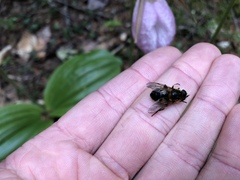 Helophilus lapponicus