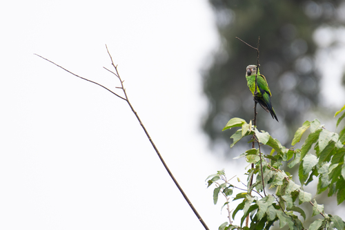Weddellsittich (Aratinga weddellii)