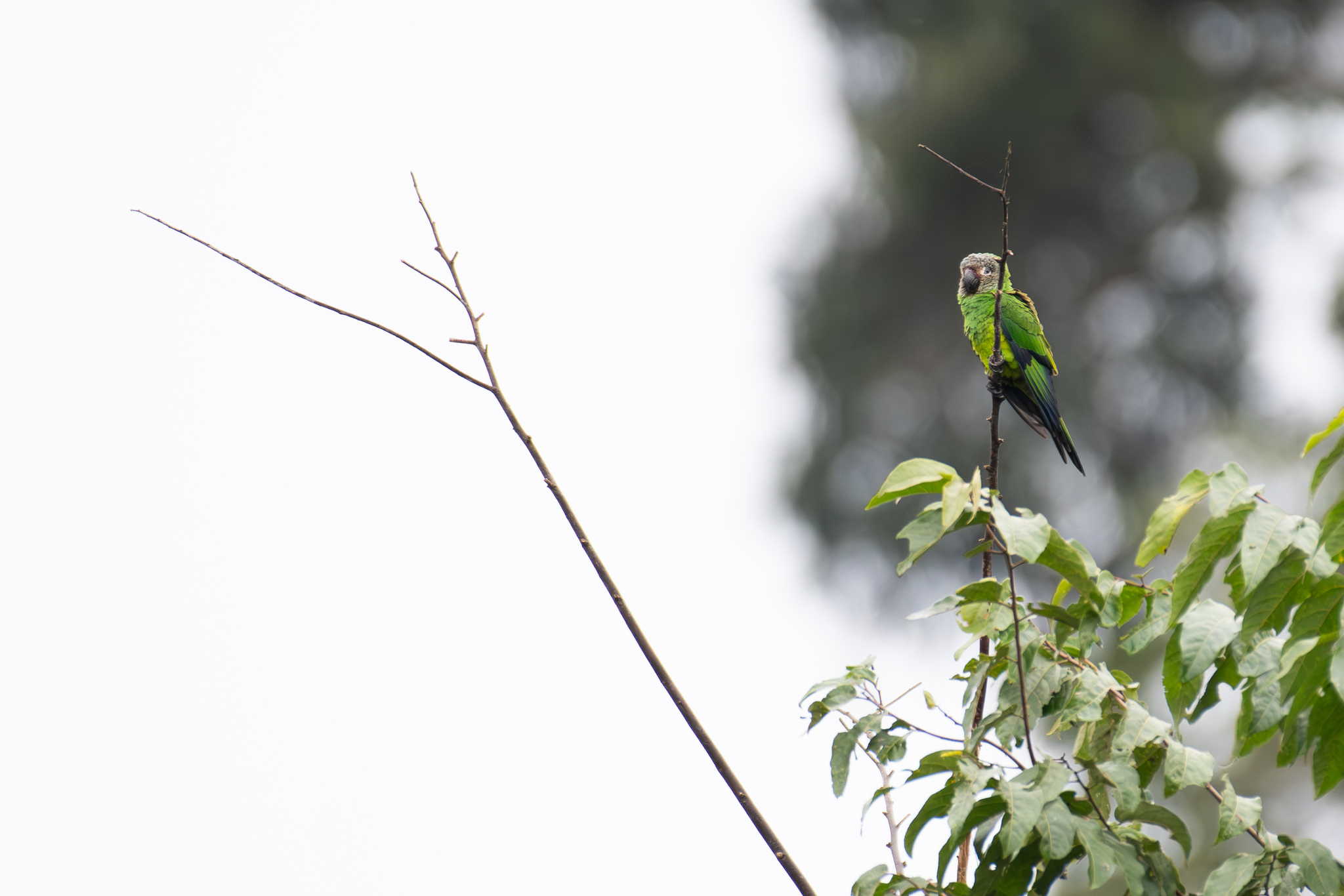 Dusky-headed Parakeet illustration