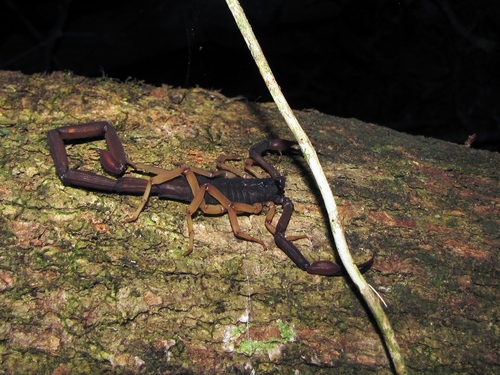 Slender Brown Scorpion