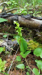 Platanthera hookeri