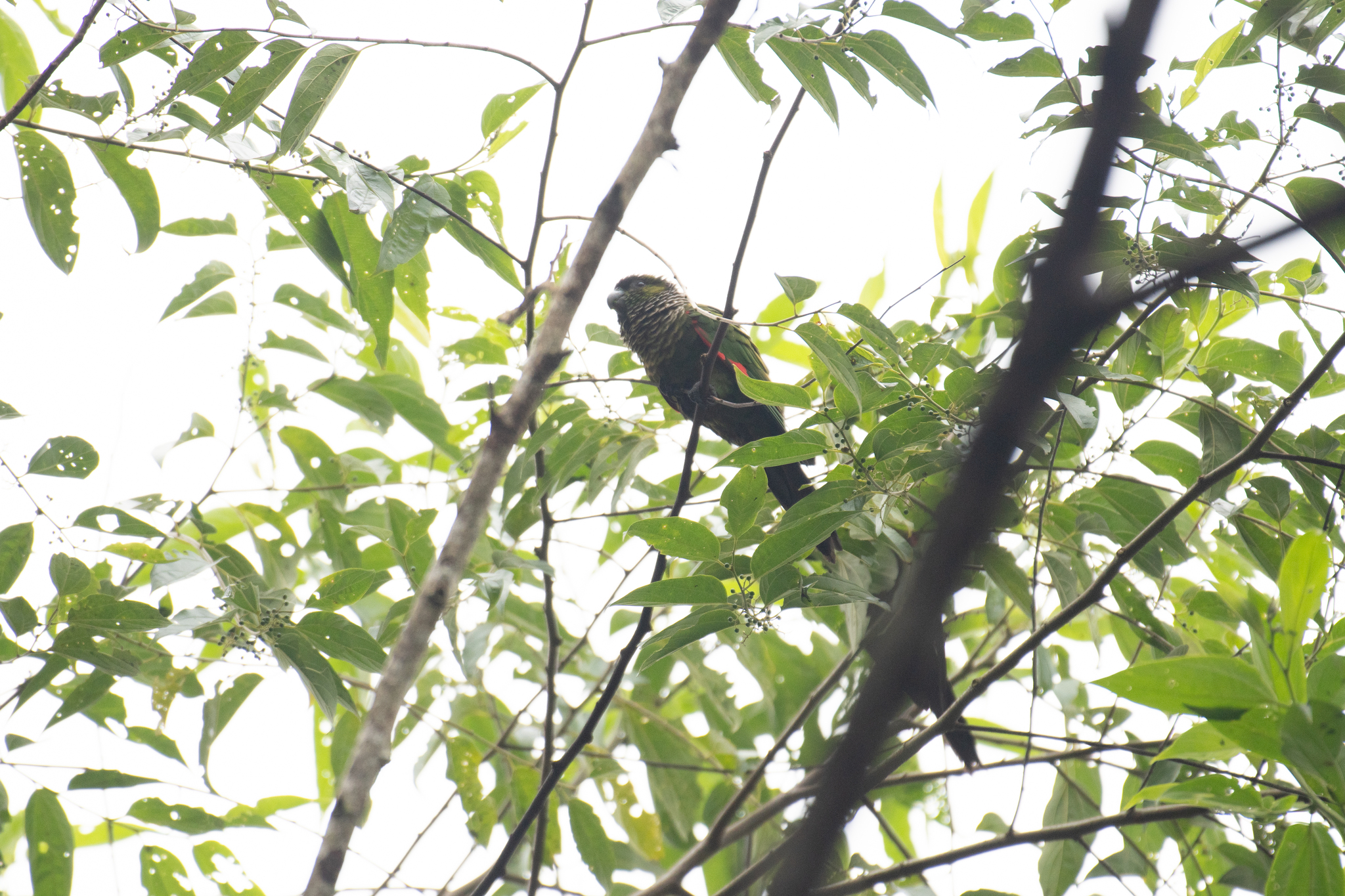 Black-capped Parakeet (Pyrrhura rupicola), photo 5