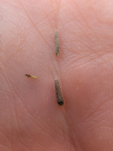 Image of Awnless Beggarticks (Bidens infirma) by (c) simonpesant, some rights reserved (CC BY)