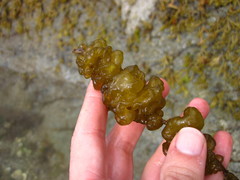 Leathesia marina