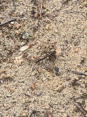 Phanogomphus lividus