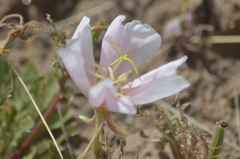 Oenothera albicaulis
