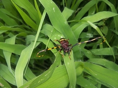 Dendrobias mandibularis