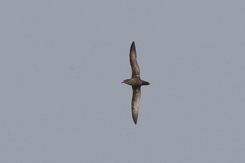 iNaturalist image