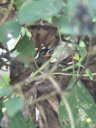 Pale-tailed Barbthroat (Threnetes leucurus), photo 3