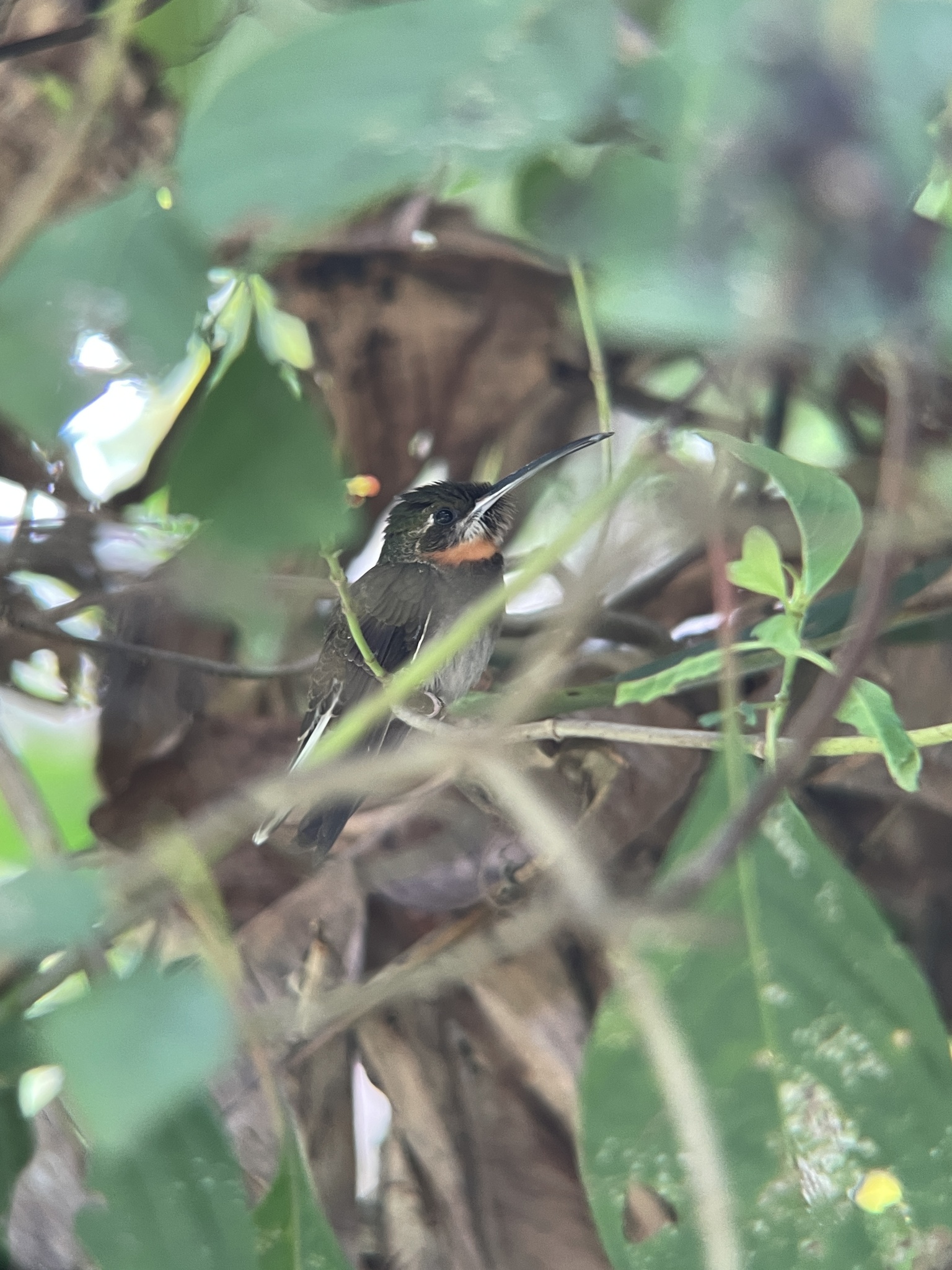 Pale-tailed Barbthroat (Threnetes leucurus), photo 3