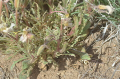 Oenothera albicaulis