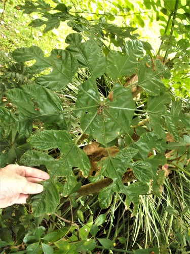 Trevesia palmata