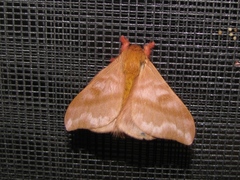 Hylesia dalina