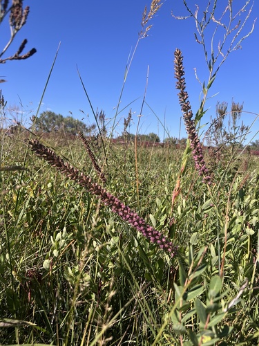 Image of Liatris lancifolia by (c) Jared Shorma, some rights reserved (CC BY)