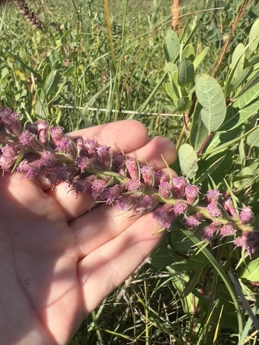 Image of Liatris lancifolia by (c) Jared Shorma, some rights reserved (CC BY)